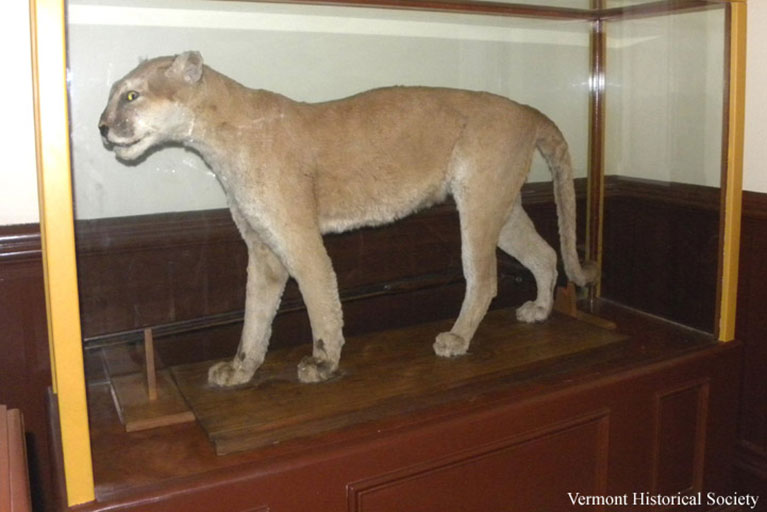 Stuffed tan catamount in a glass case at the Vermont History Museum