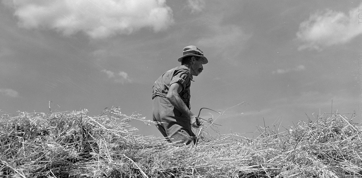 Dairy farmer loading hay on a wagon near Brandon, Vermont, August 1941. 