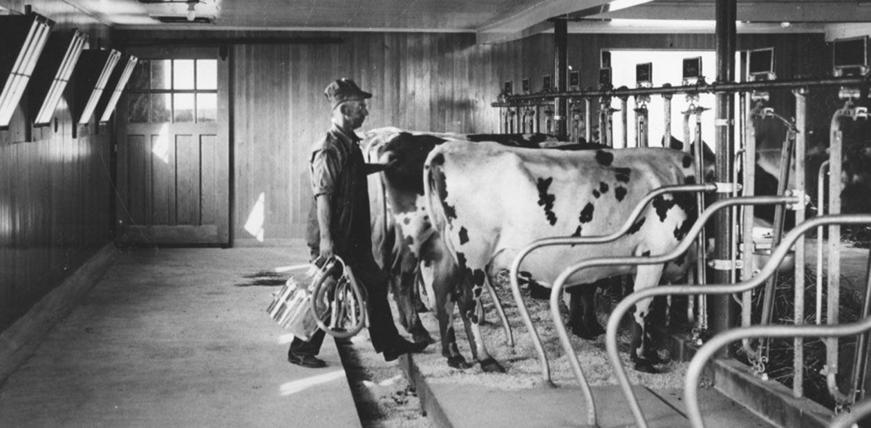 Male farmer in a hat holding a milking machine walking to cows in stanchions on a concrete floor